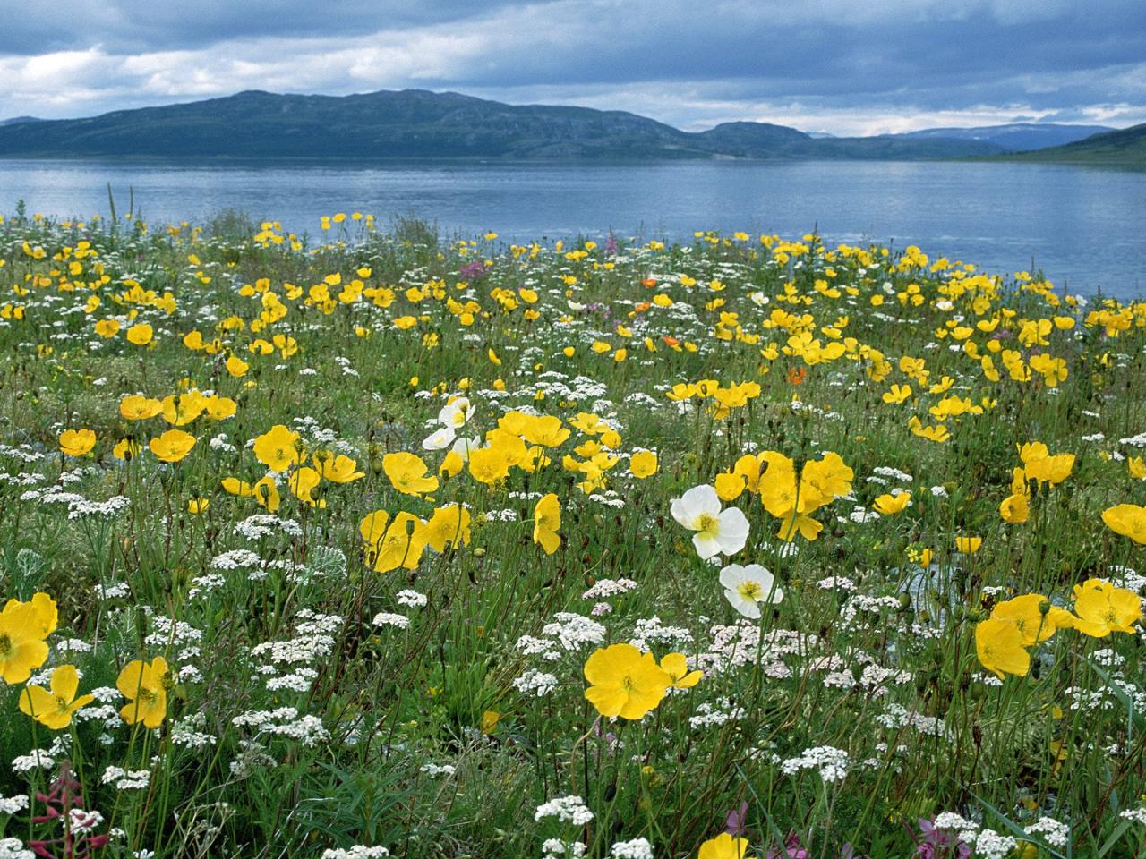 обои Field of Arctic Poppies, Near Nain Labrador, Canada фото