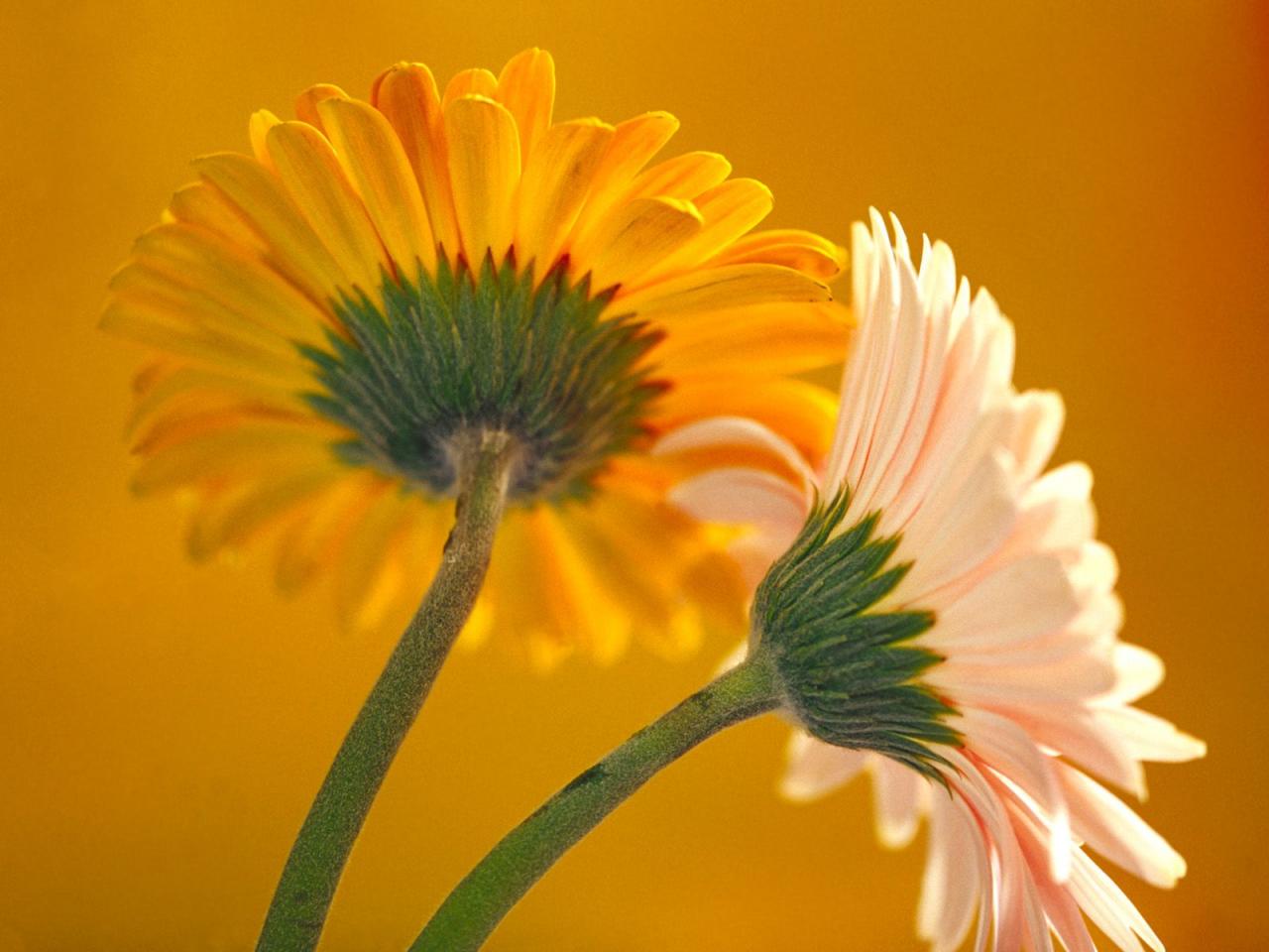 обои Gerbera Daisies фото