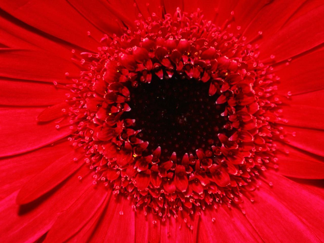 обои Gerbera Daisy фото