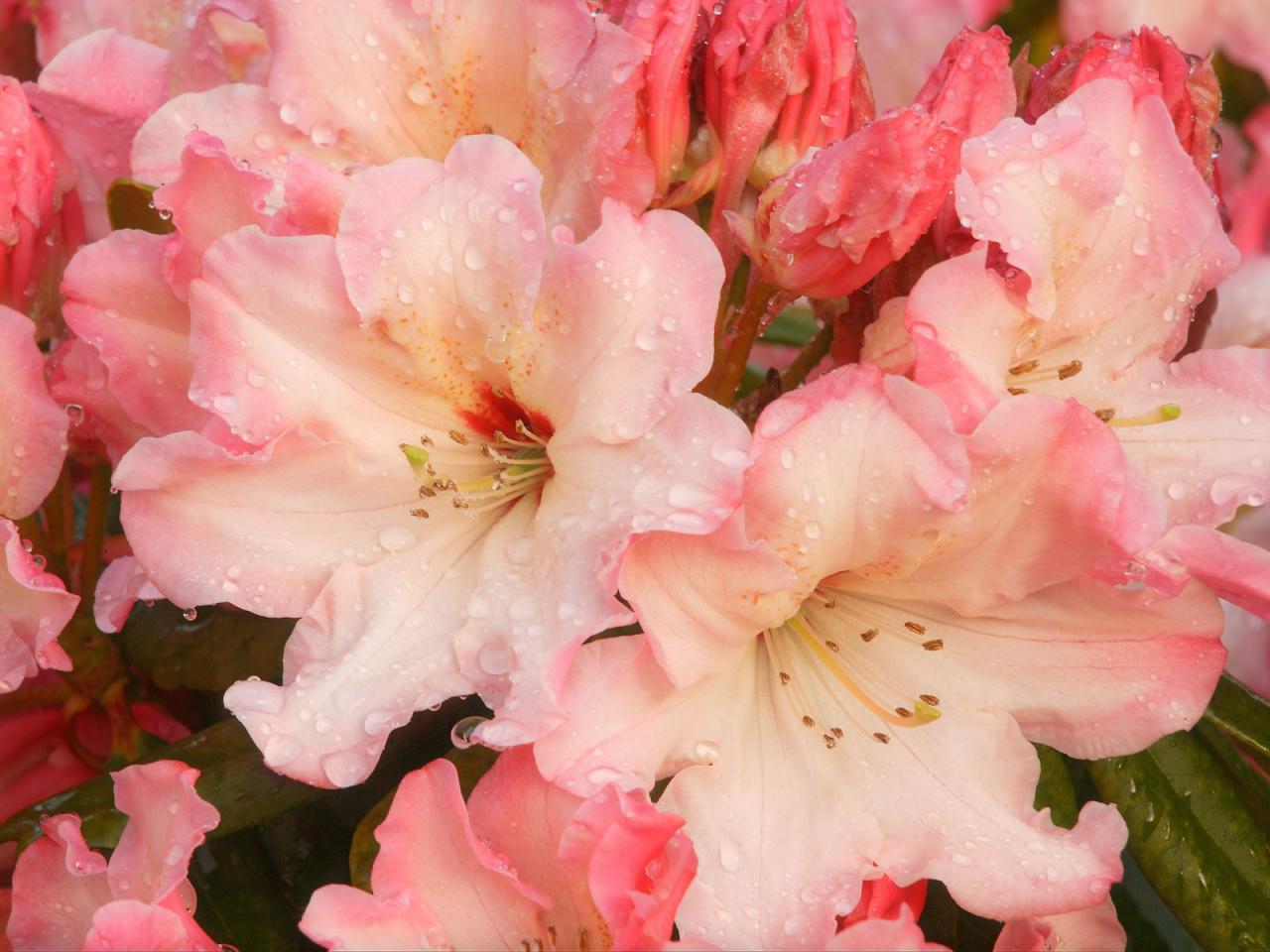 обои Rhododendron Blossoms фото