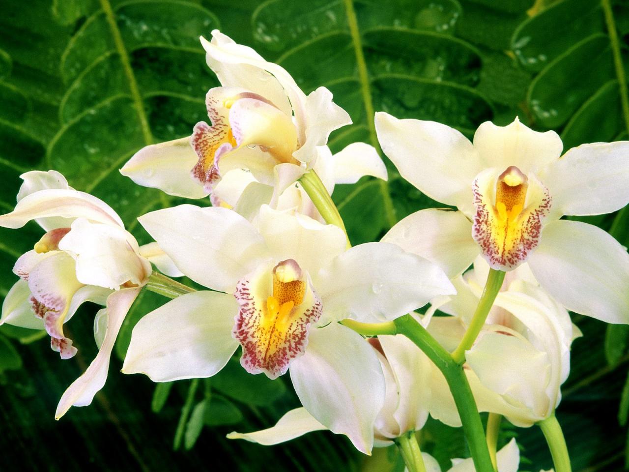 обои White Orchids фото