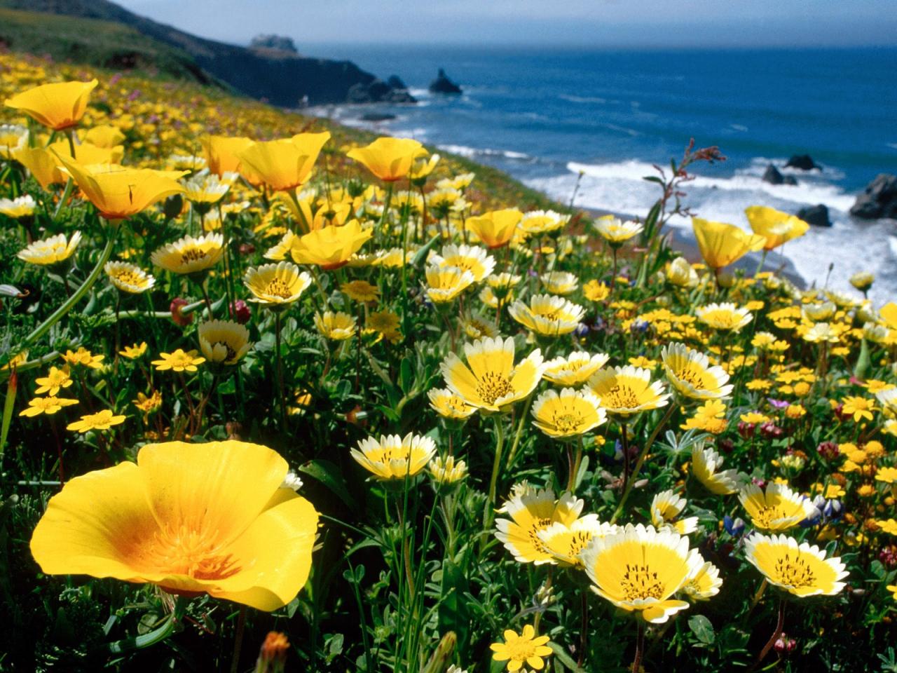 обои Yellow Poppies, California Coast фото