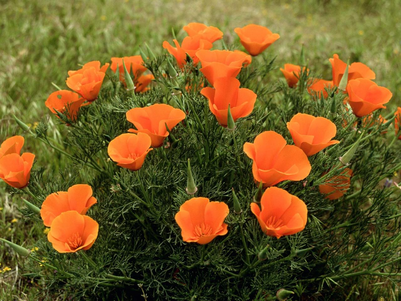 обои Roadside California Poppies, Los Angeles фото