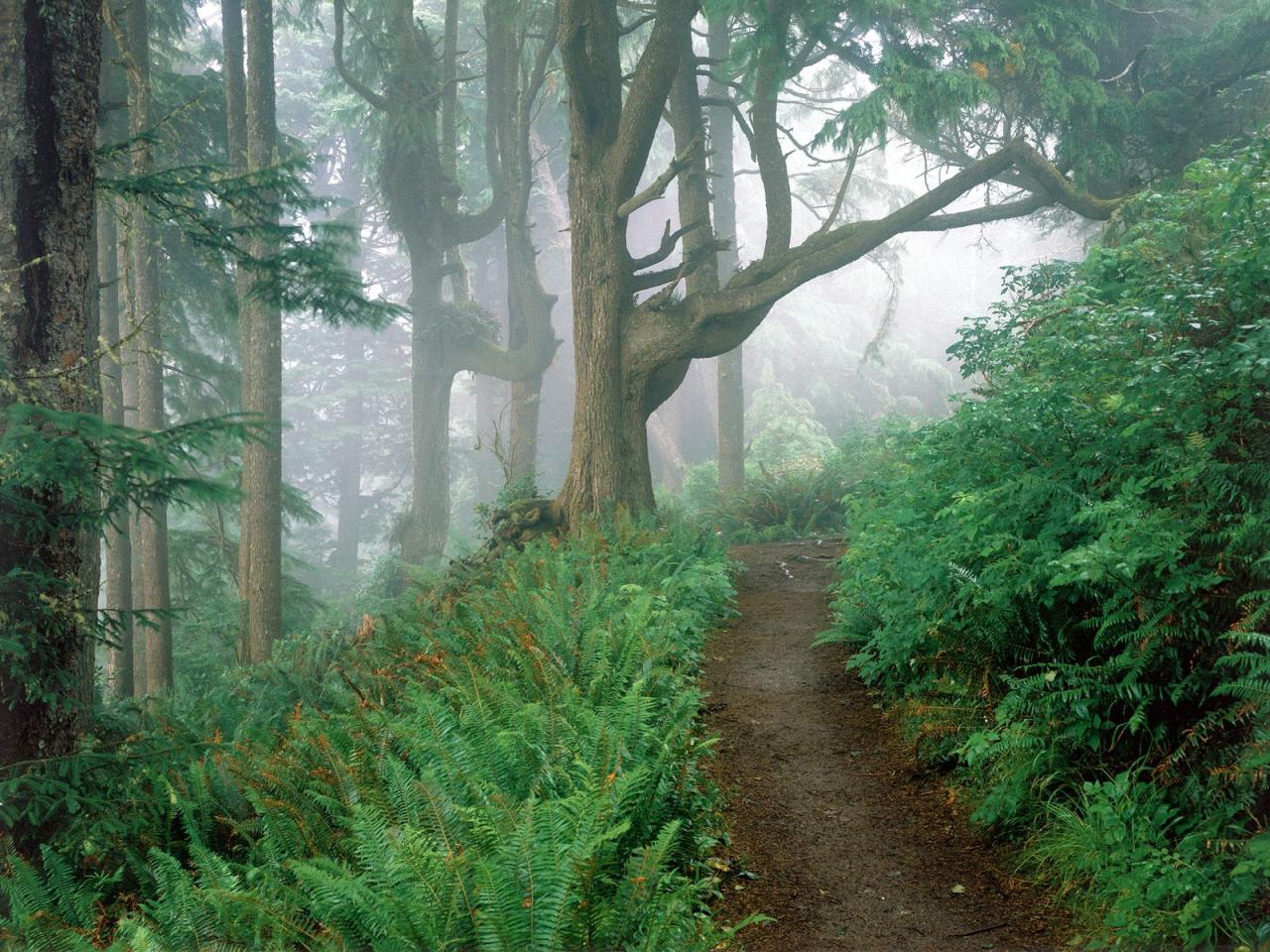 обои Cape Lookout State Park, Oregon фото