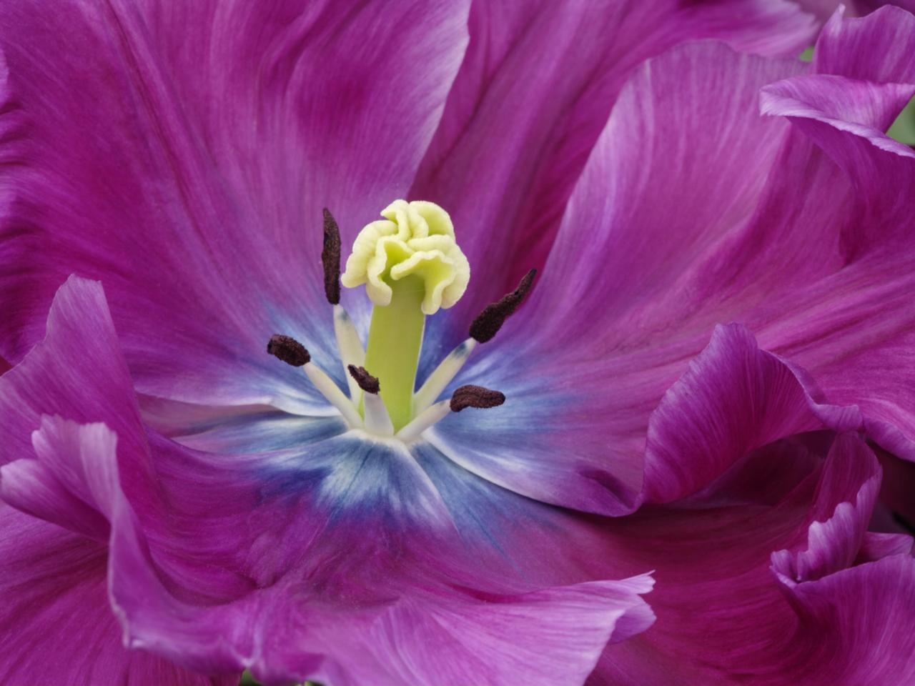 обои Close-Up of a Purple Tulip, Kuekenhof Gardens фото