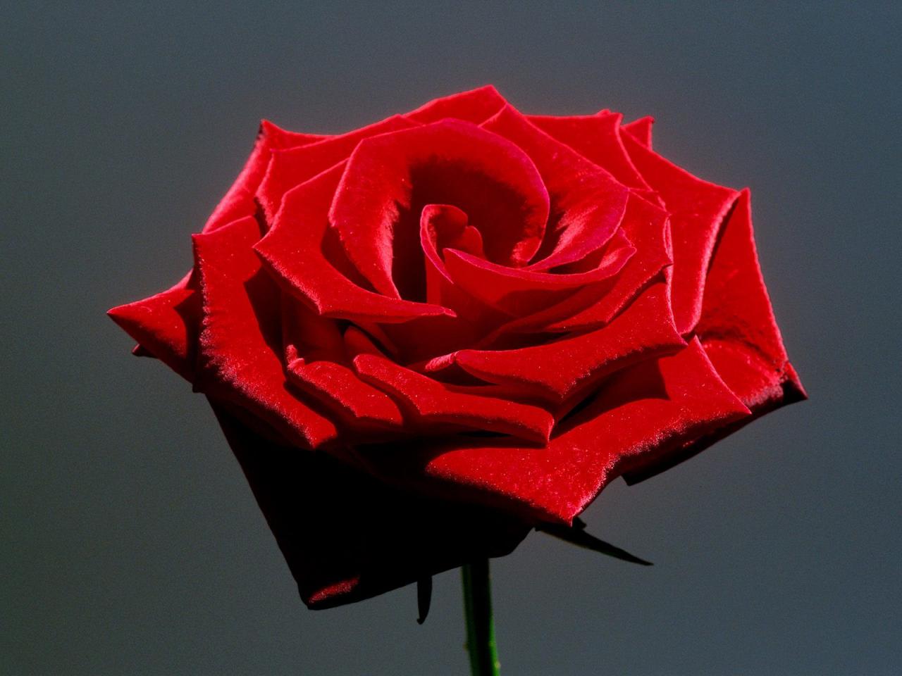 обои Red Rose фото