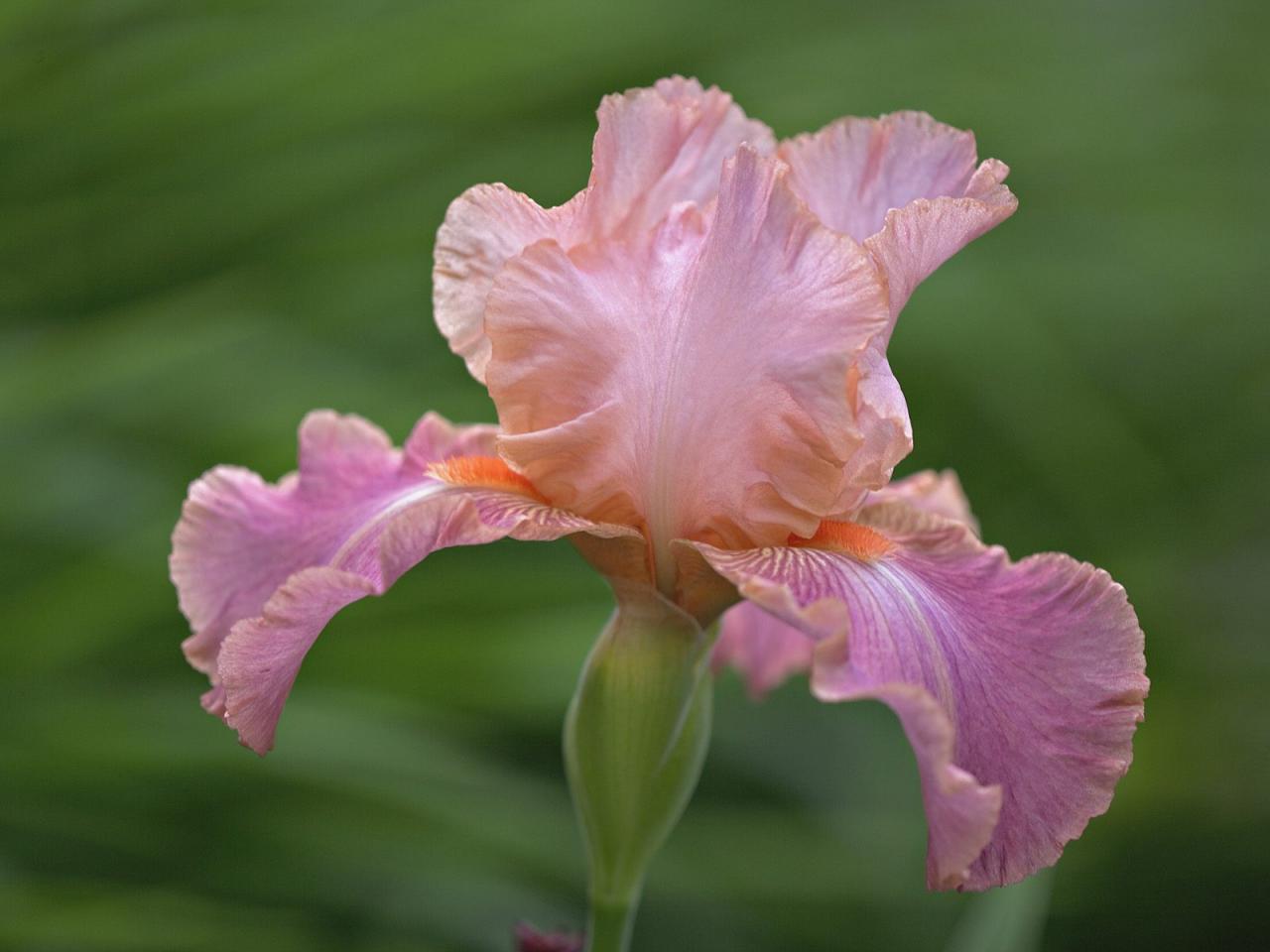 обои Hybrid Iris фото