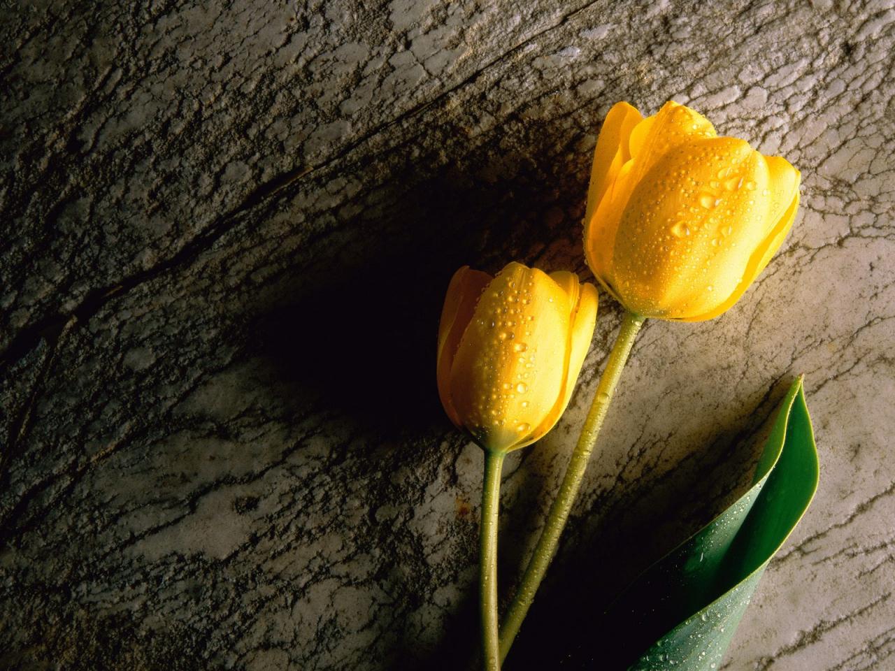 обои Yellow Tulip фото