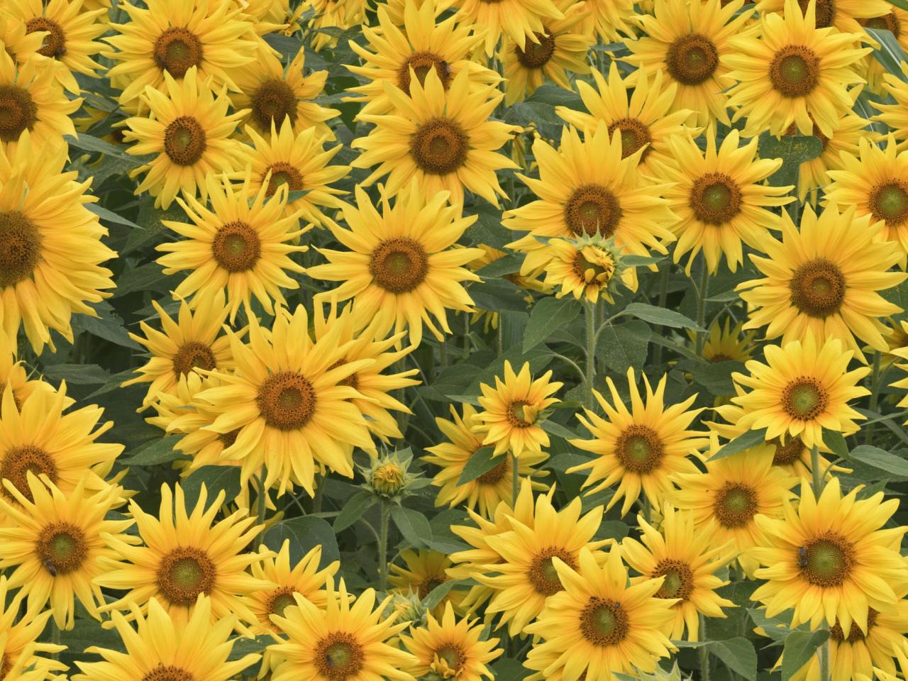 обои Sunflower Field, Kentucky фото