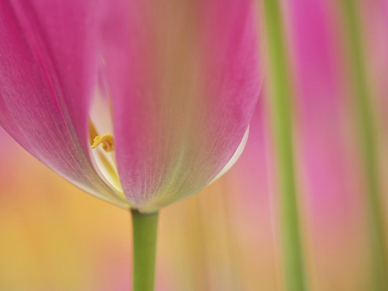 обои Tulip Blossom фото