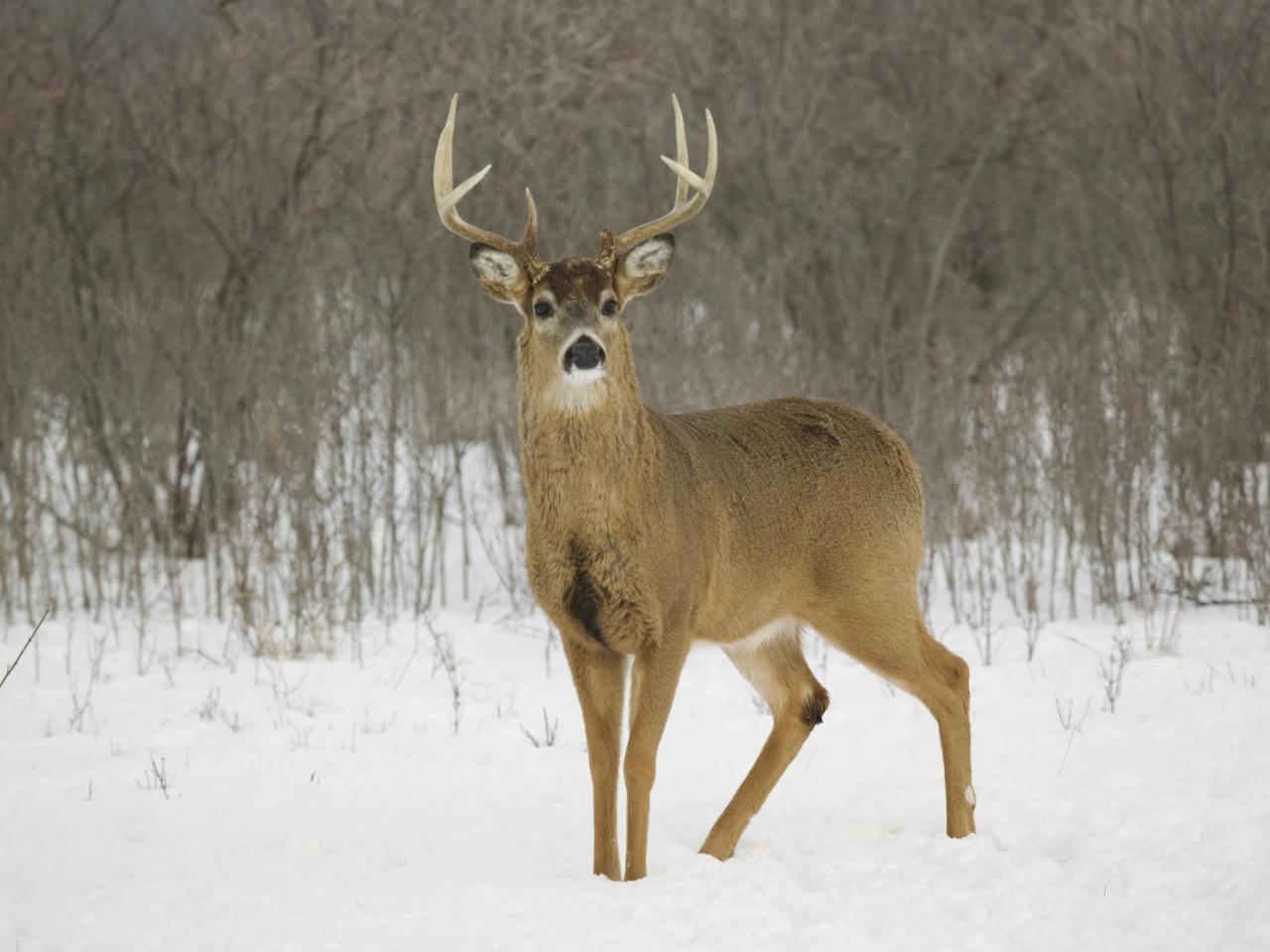 обои White-Tailed Deer, Kentucky фото