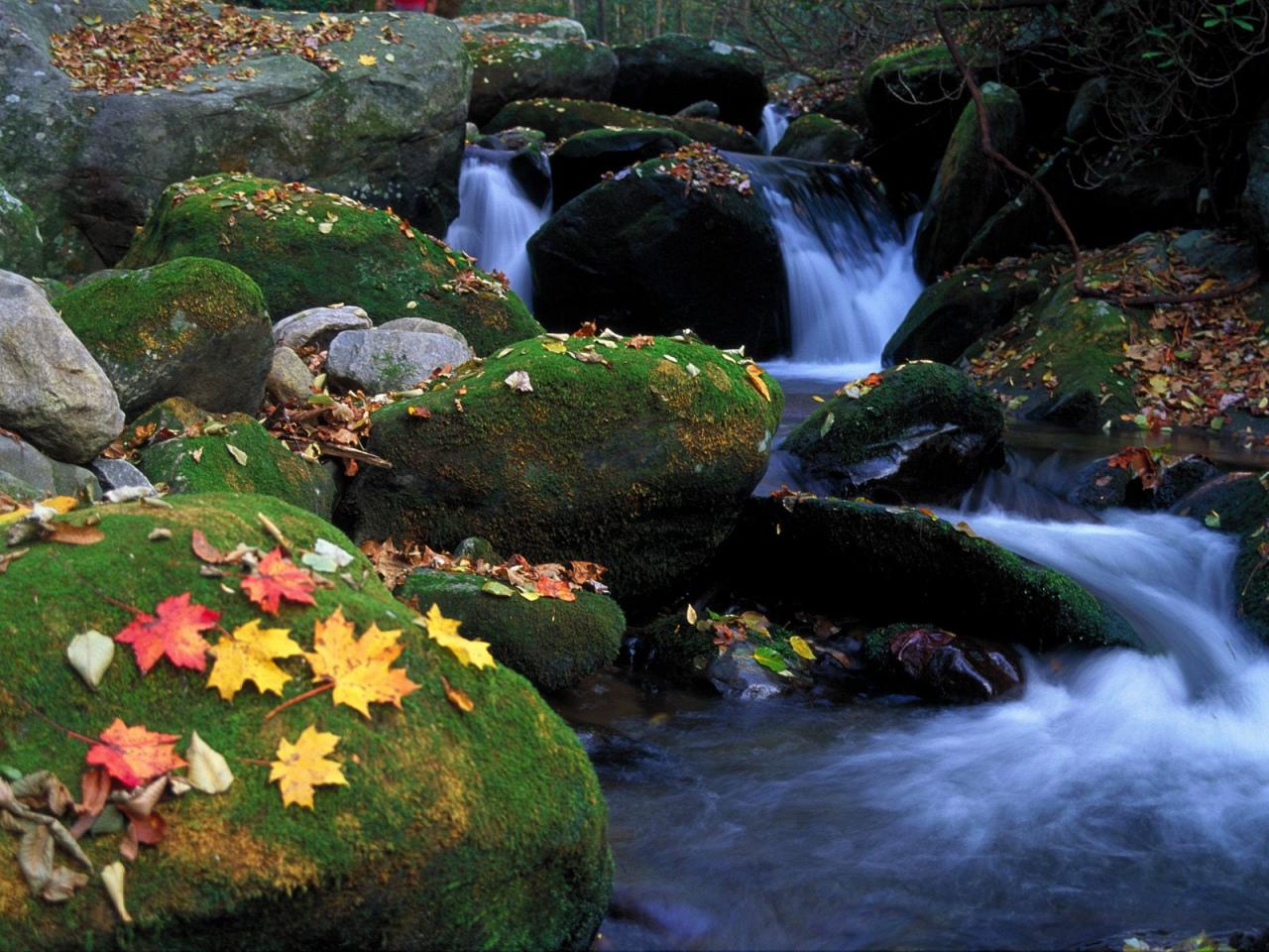 обои Cascade and Autumn Leaves, Great Smoky Mountains фото