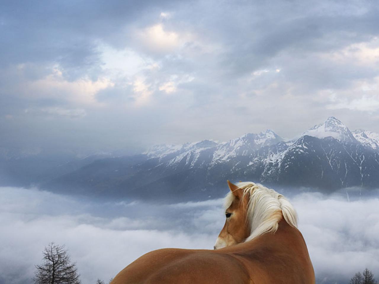 обои Лошадь на фоне гор фото