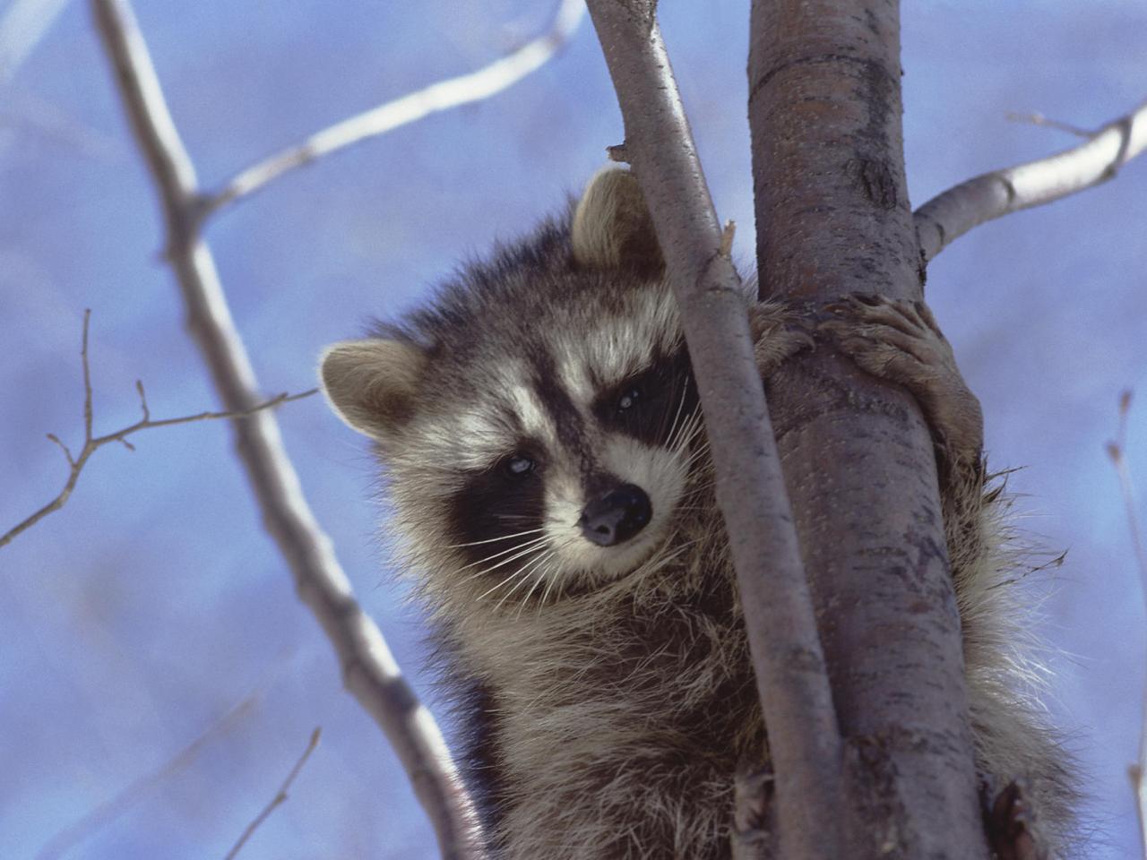 обои A Curious Raccoon фото