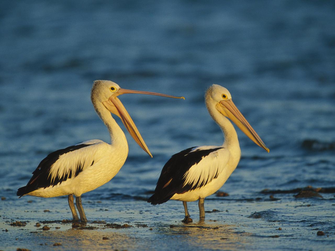 обои Australian Pelicans, Sydney, Australia фото