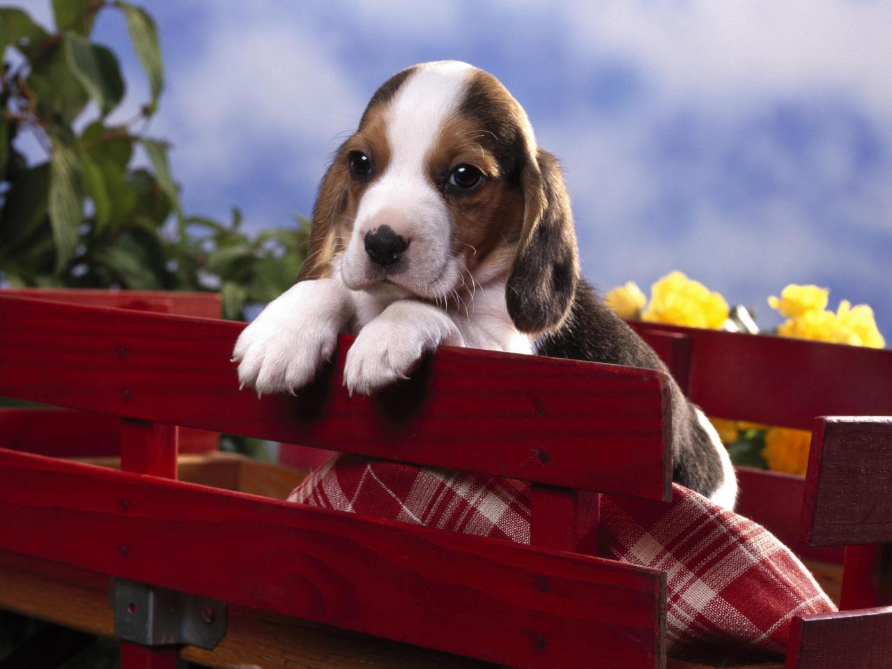 обои Beagle Puppy фото