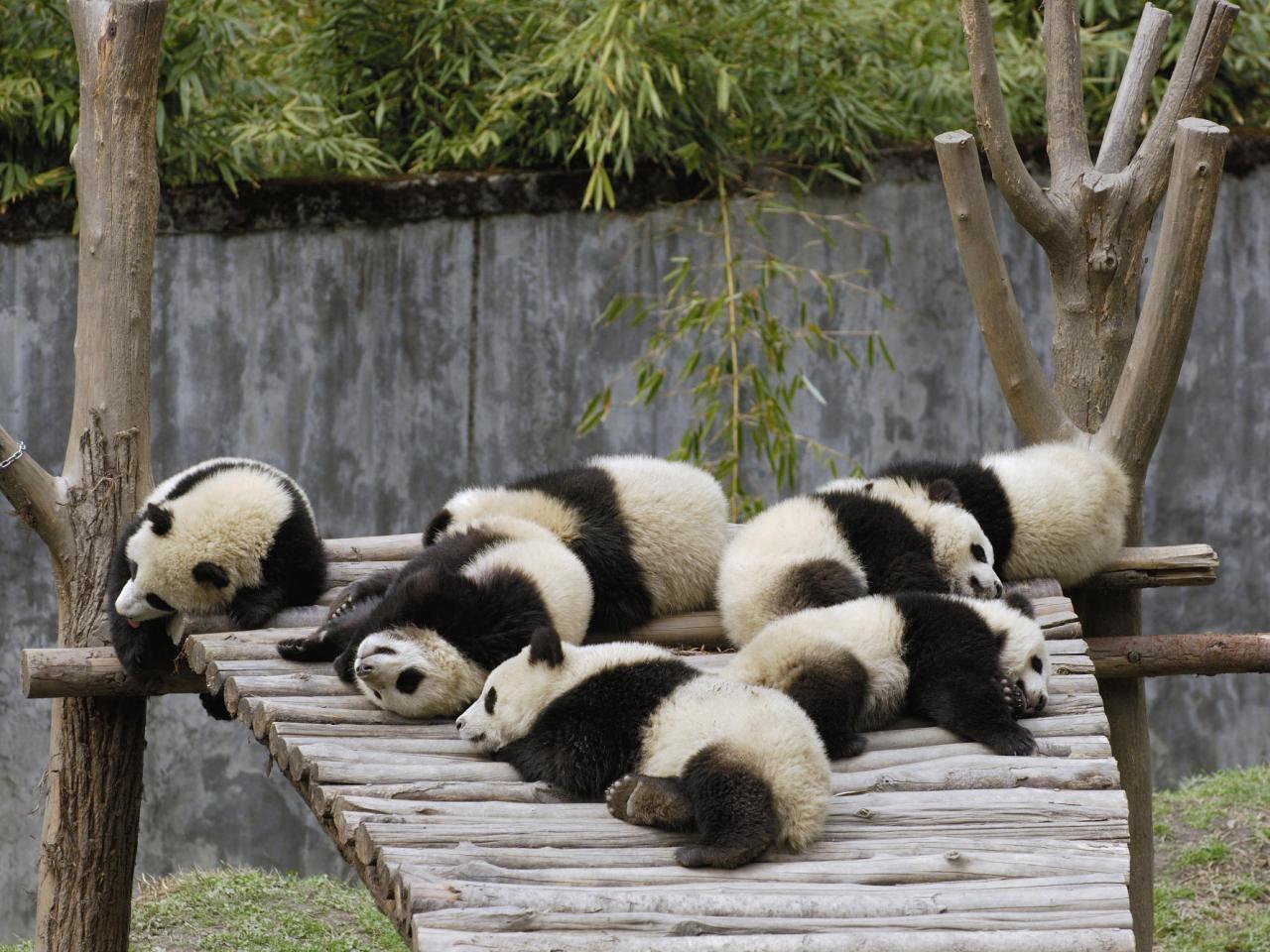 обои Giant Panda Cubs Sleeping, Wolong Nature Reserve фото