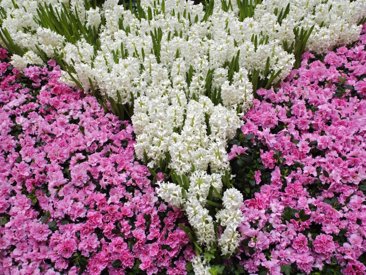 обои Hyacinth and Pink Azalea flowers, Las Vegas фото