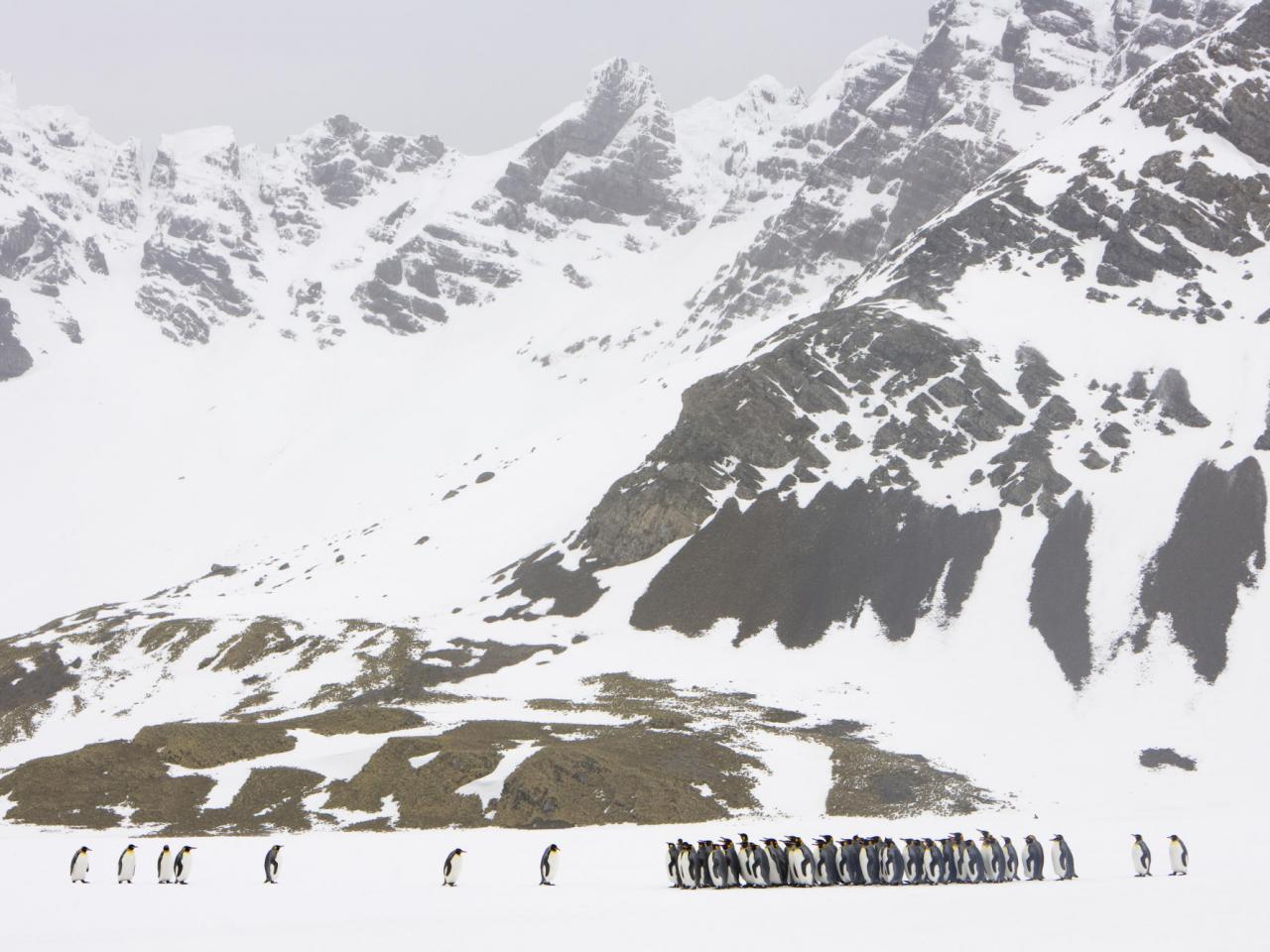 обои King Penguins, South Georiga Island фото