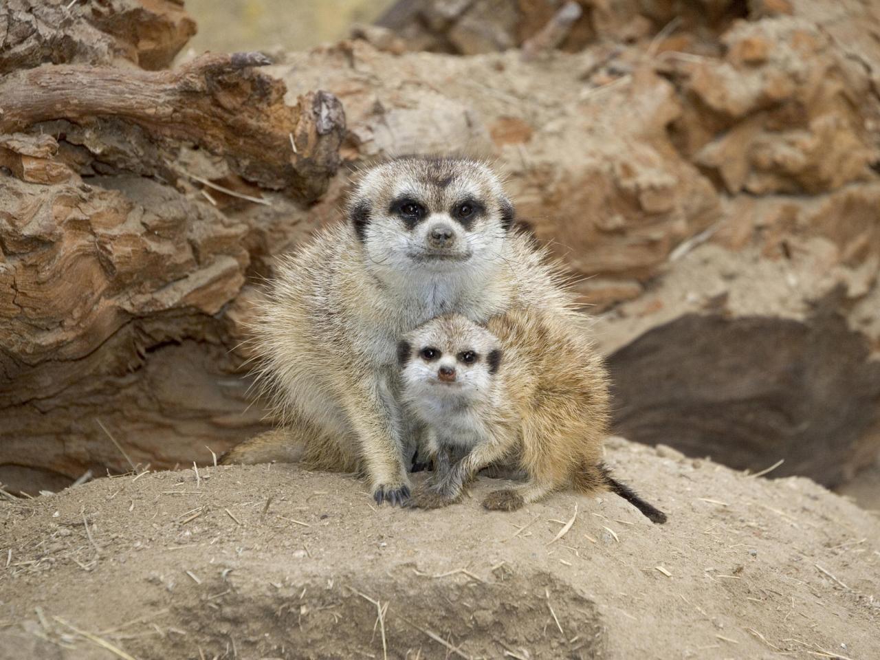 обои Mother and Young, Meerkats фото