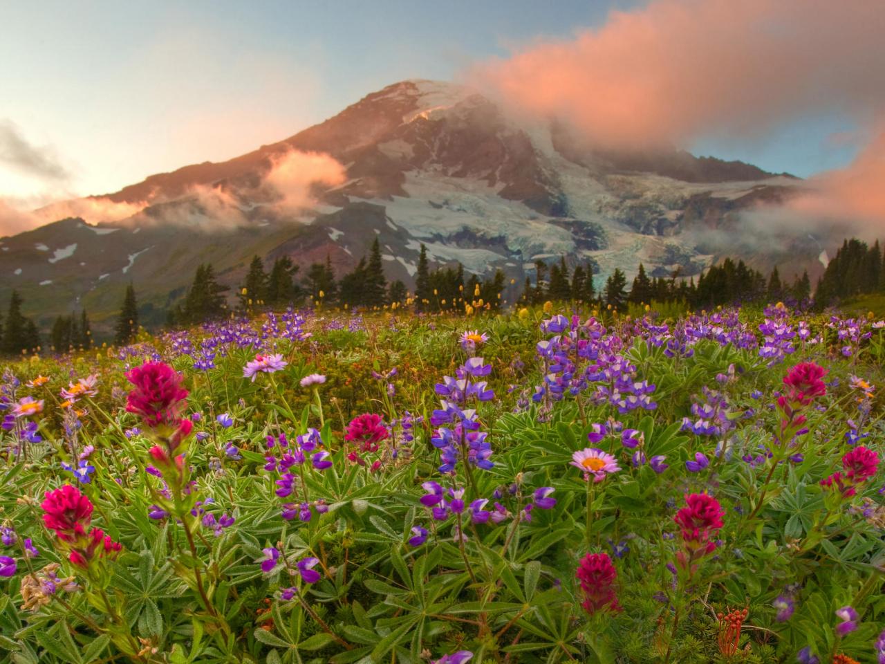 обои Peaking Wildflowers, Mount Rainier National Park, Washington фото