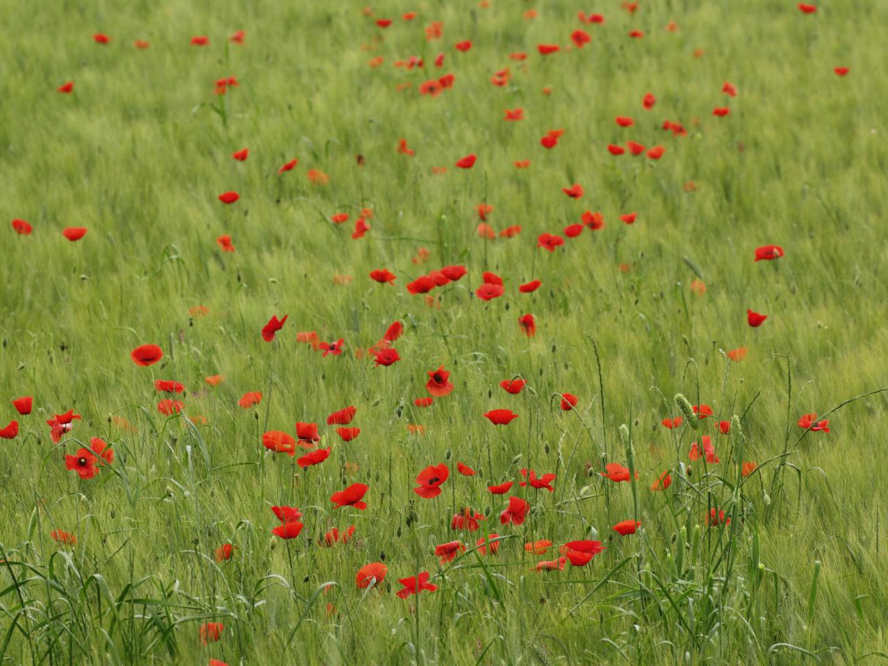 обои Poppies, Tuscany, Italy фото