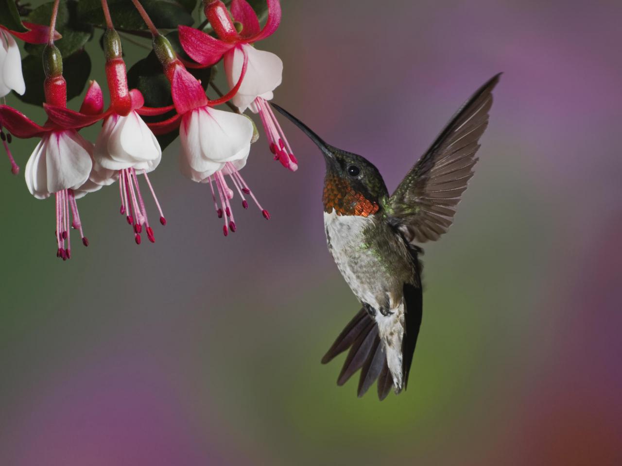 обои Ruby-Throated Hummingbird Feeding фото