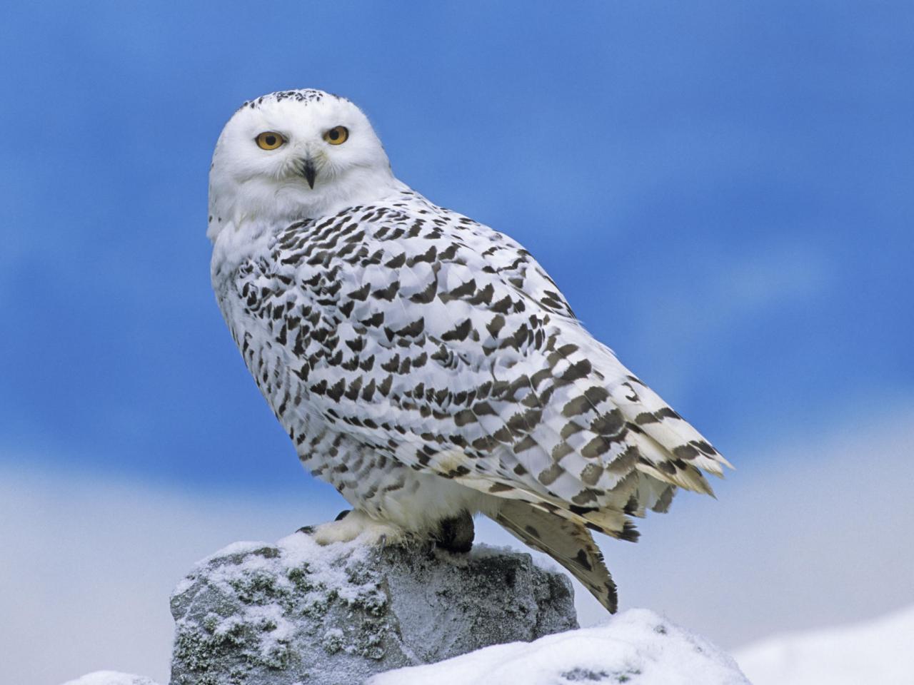 обои Snowy Owl фото