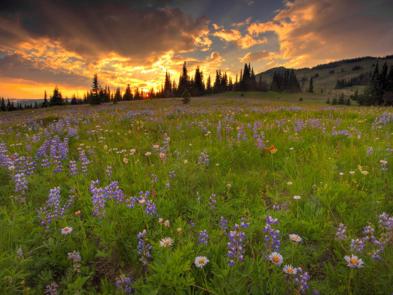 обои Wildflower Field at Sunset, Emmons Glacier, Washington фото