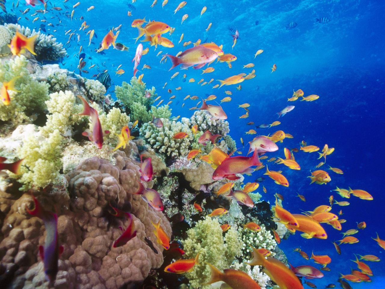 обои Коралловый риф со множеством рыбок фото