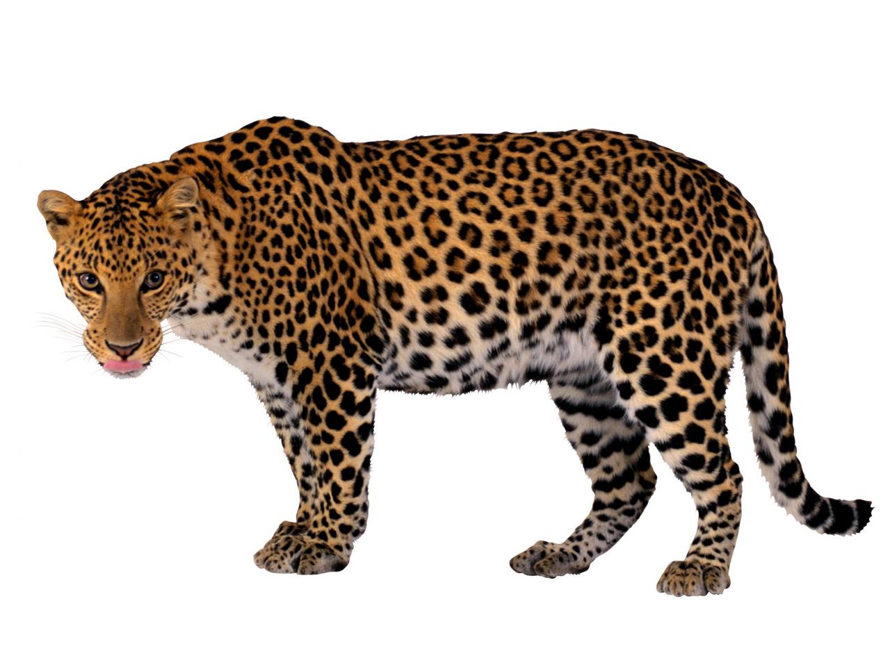 обои Леопард на белом фоне фото