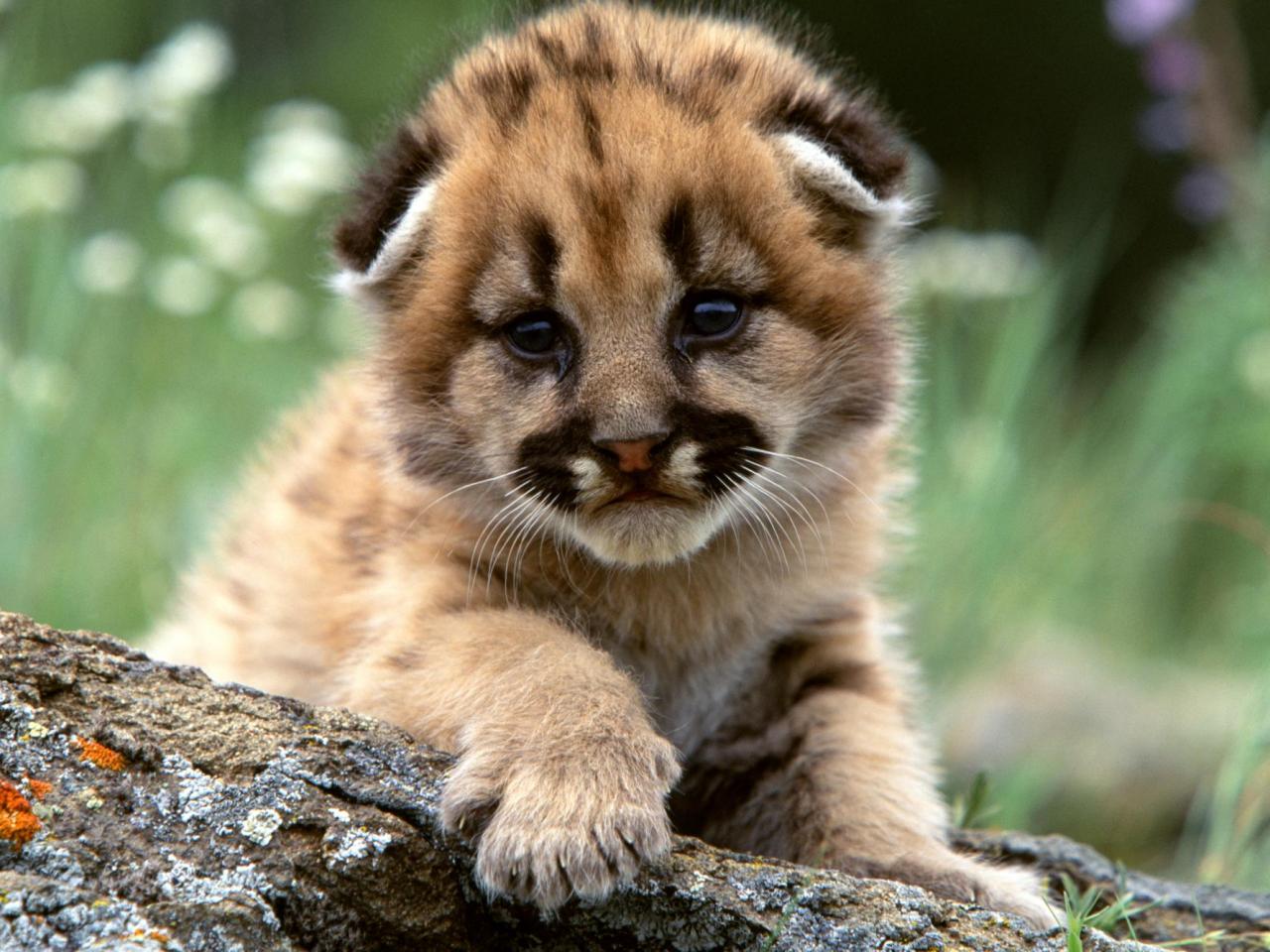 обои Mountain Lion Cub фото