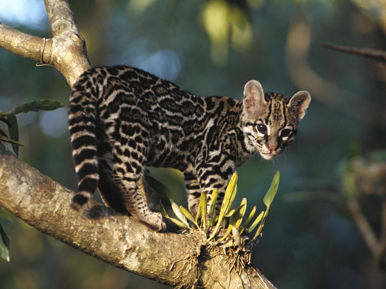 обои Portrait of a Wild Margay Kitten, Costa Rica фото