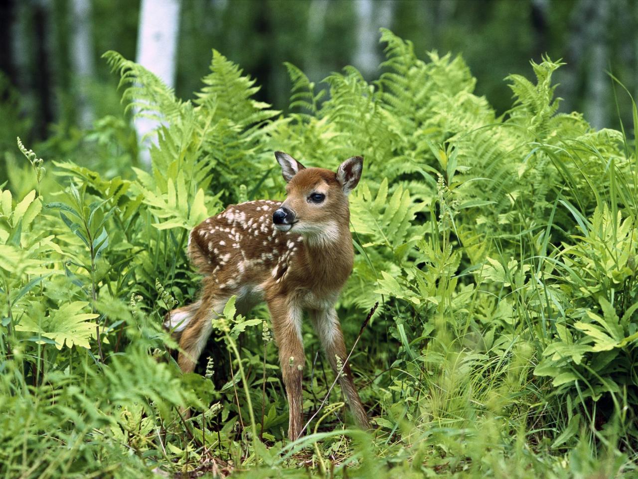 обои White-Tailed Deer Fawn фото