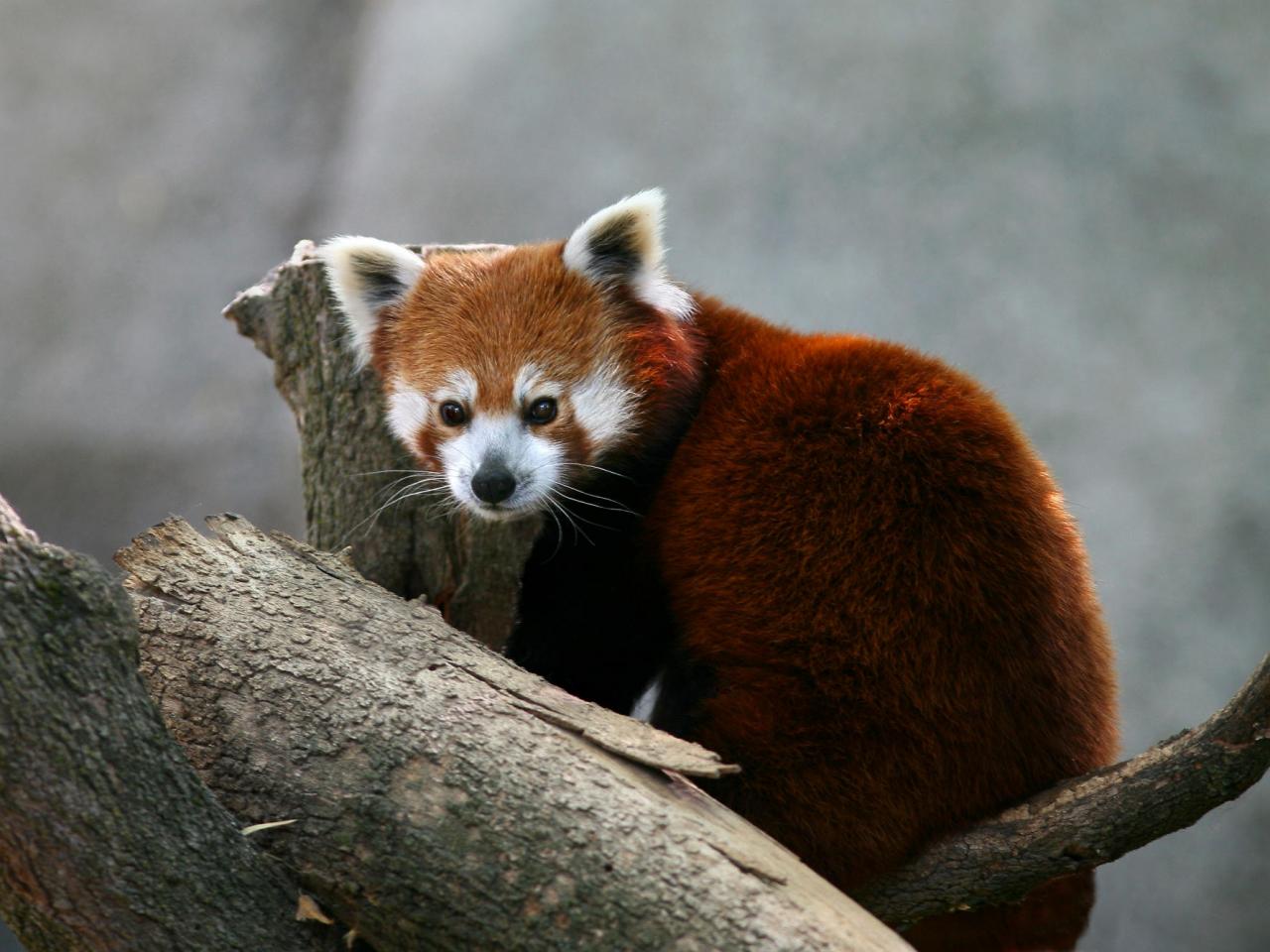 обои Brilliant Red Panda фото