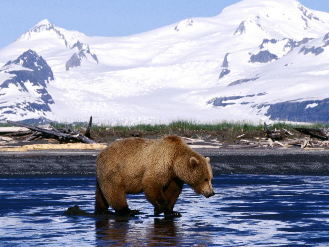 обои Brown Bear фото