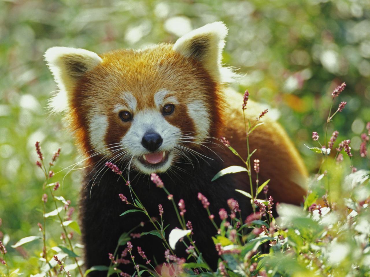 обои Firefox, Red Panda фото