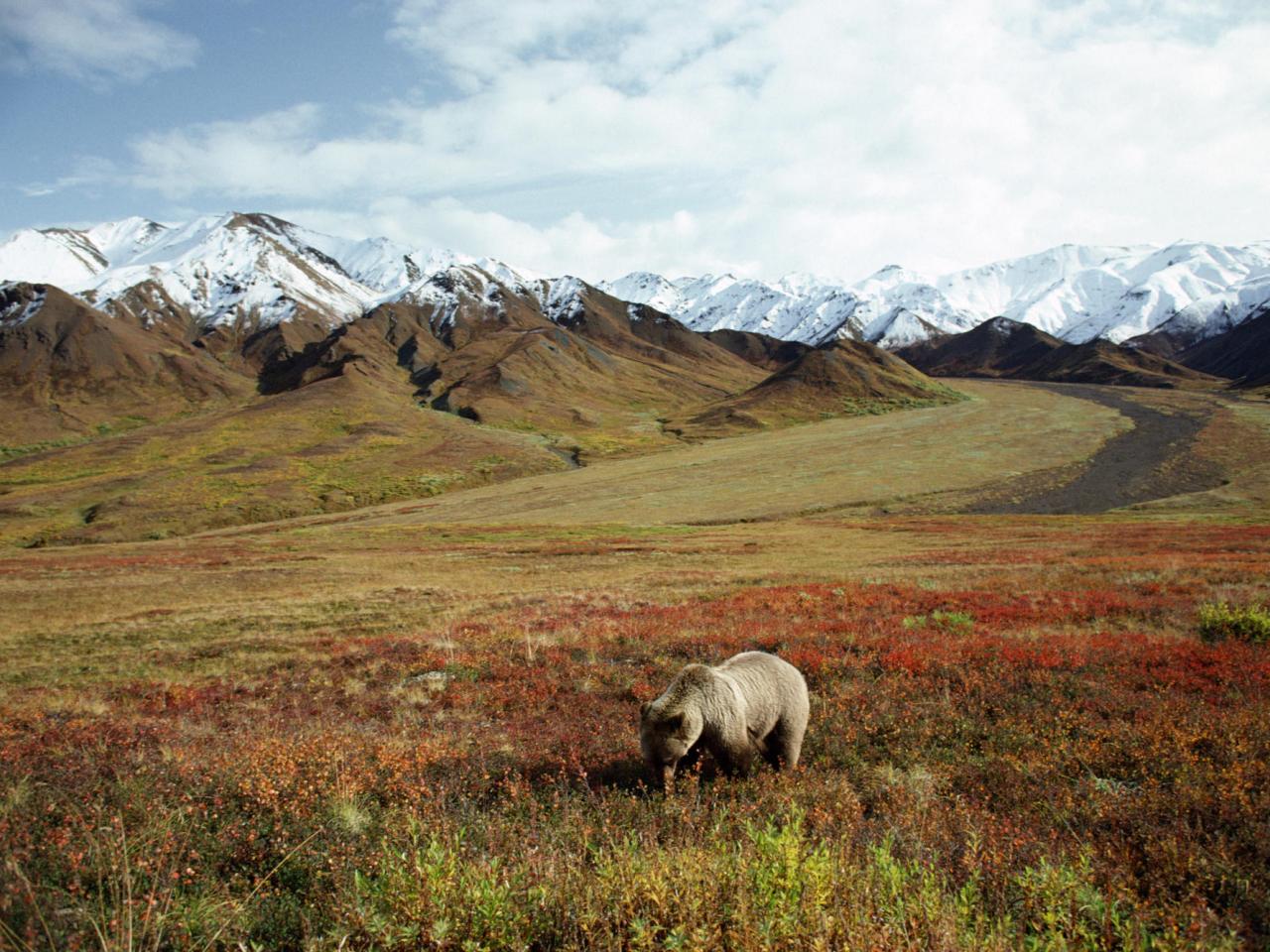 обои Foraging Grizzly Bear, Alaska фото