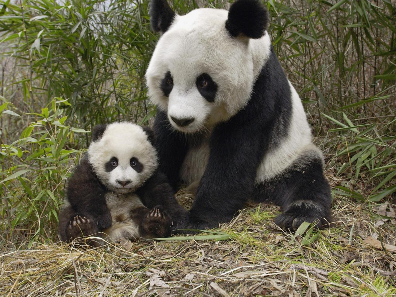 обои Giant Panda Mother and Cub, China фото