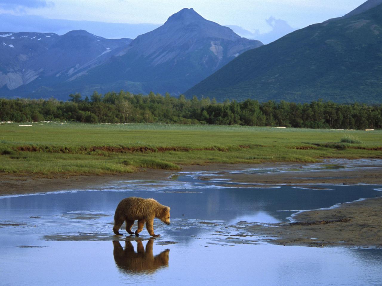 обои Grizzly Bear Crossing River, Katmai Park, Alaska фото