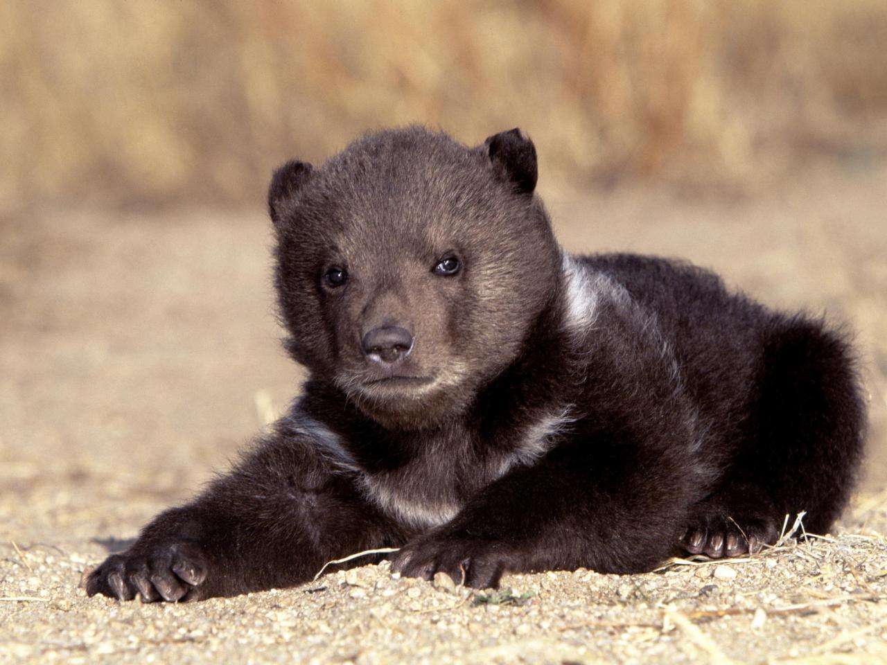 обои Grizzly Bear Cub фото