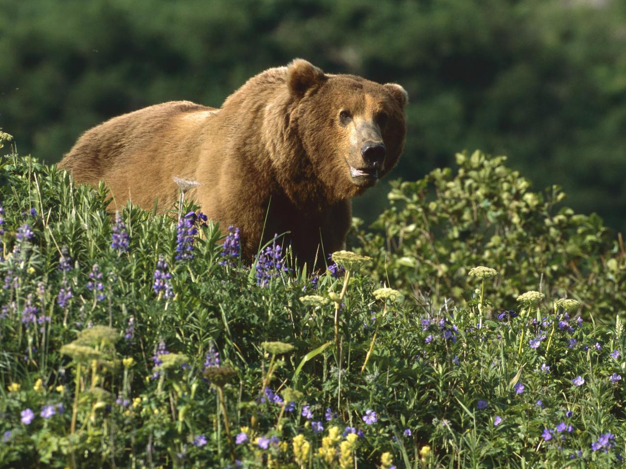 обои Grizzly Bear in Wildflowers, Katmai Park, Alaska фото