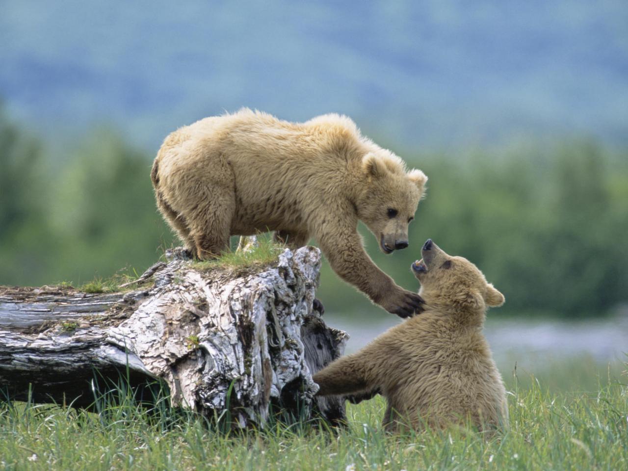 обои Grizzly Siblings at Play, Alaska фото