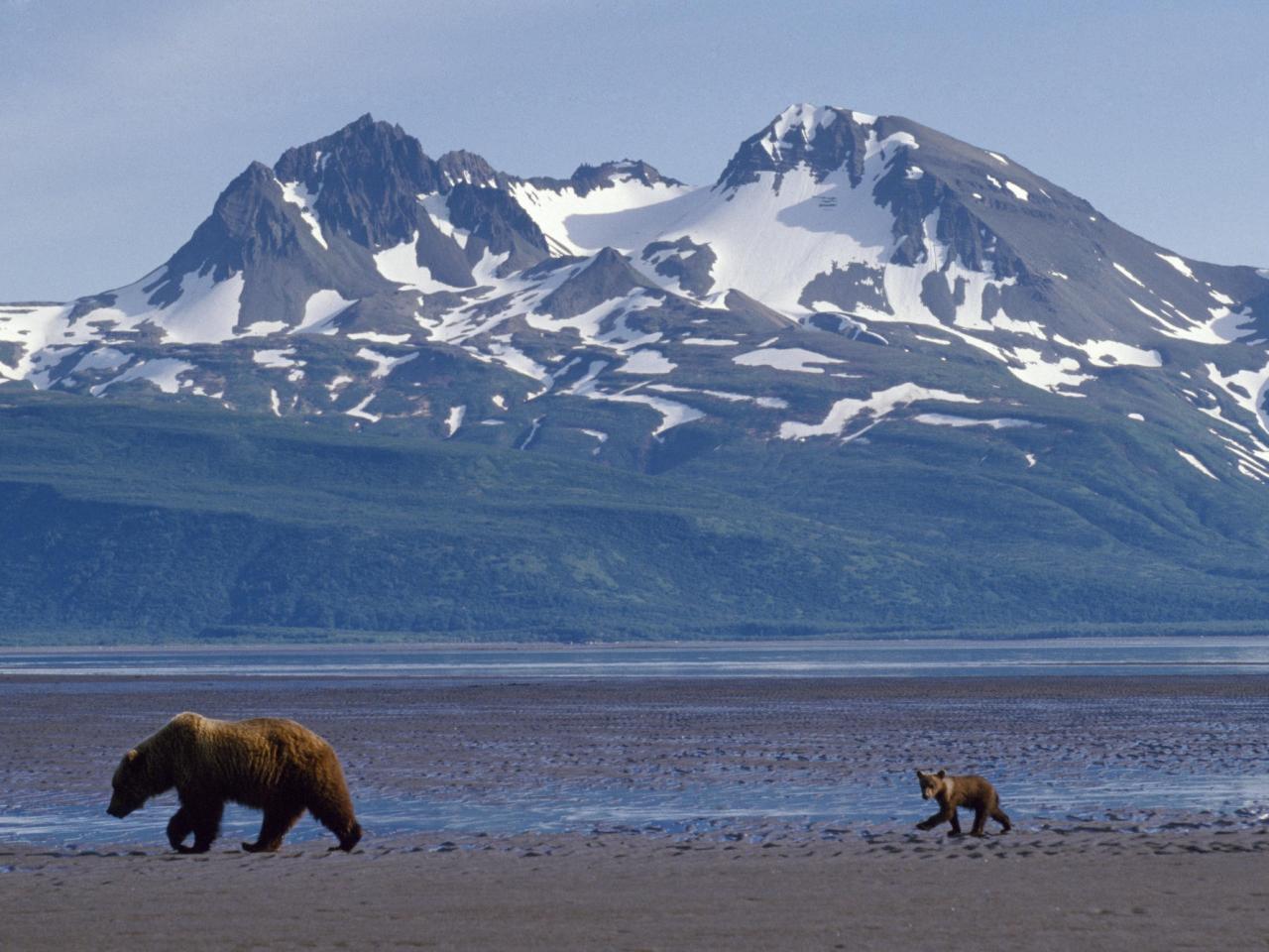 обои Mother Bear and Cub, Alaska фото