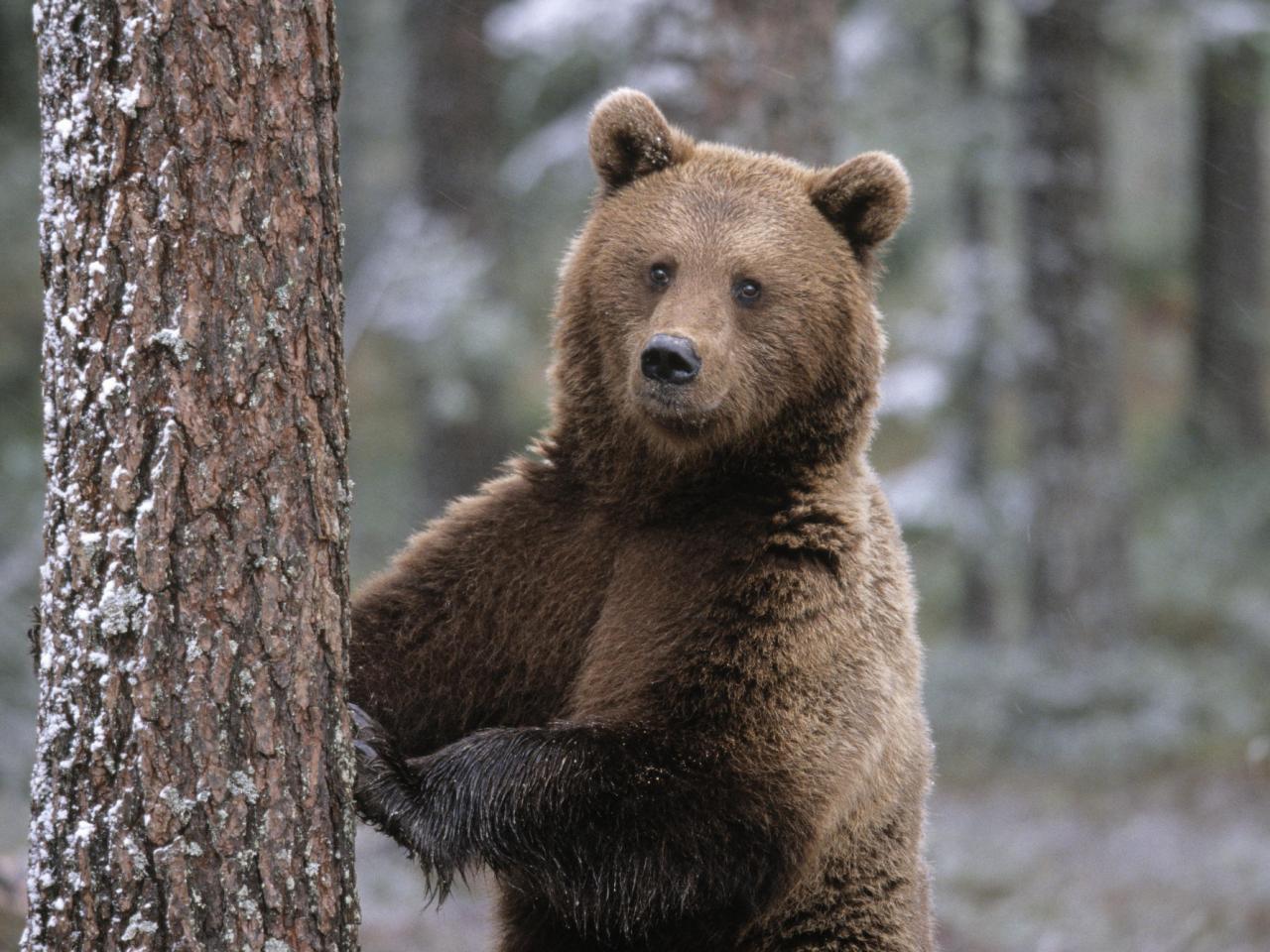 обои Portrait of a Brown Bear, Finland фото