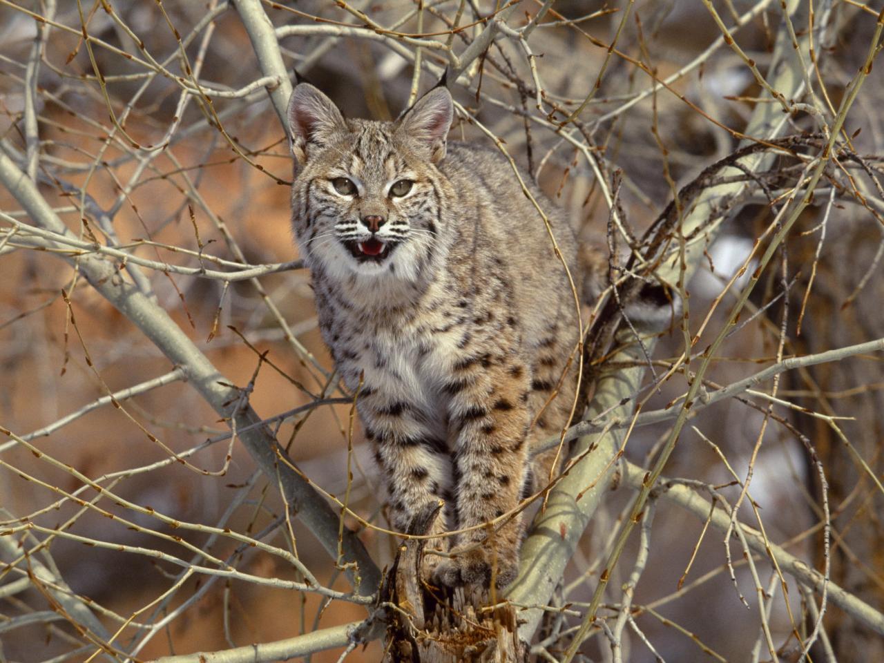 обои Bobcat in Tree фото