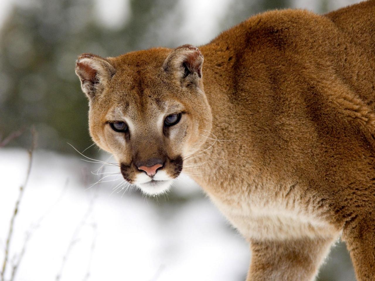 обои Cougar in Winter, Montana фото