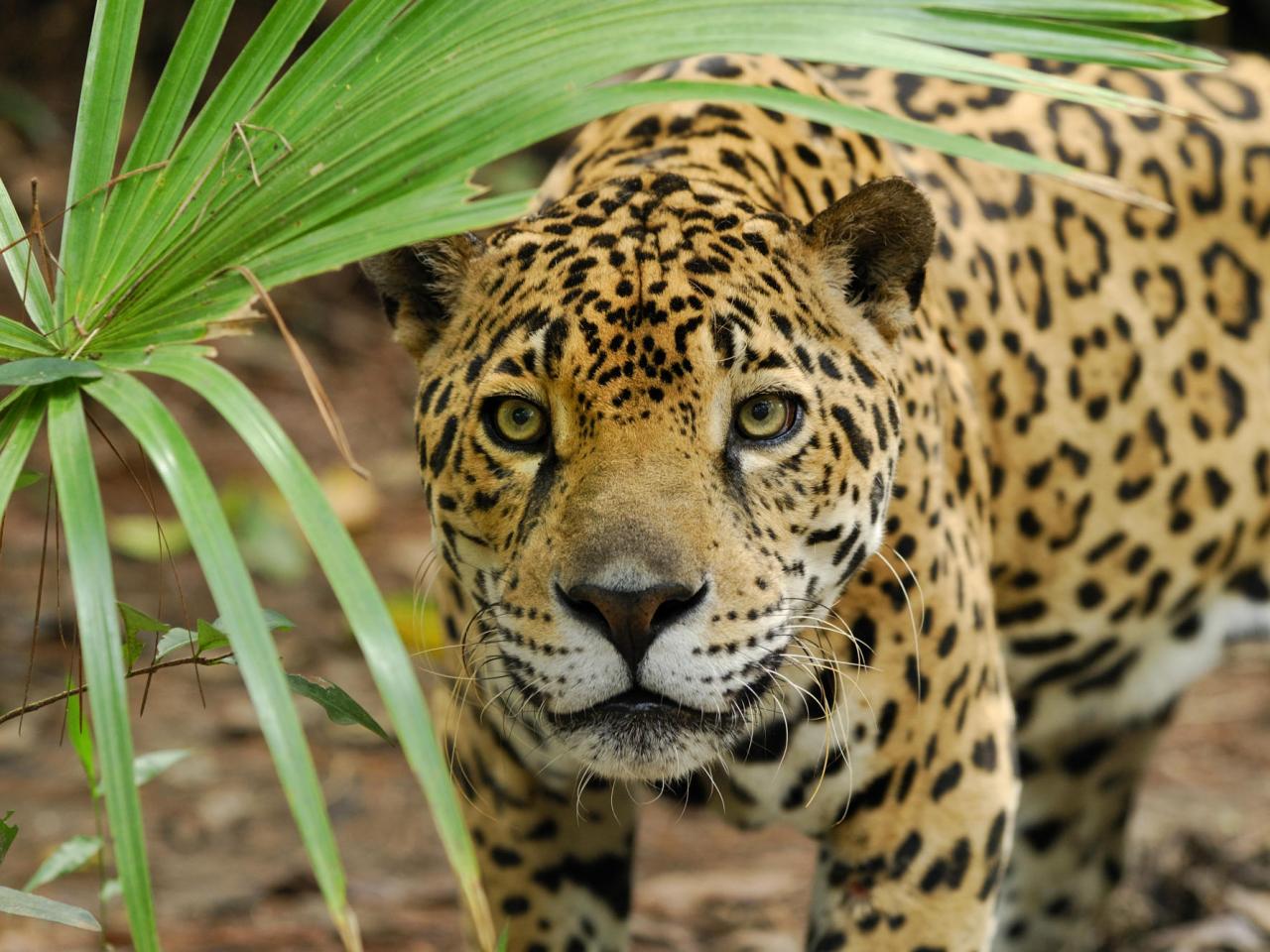 обои Jaguar Peering Through Brush, Belize фото