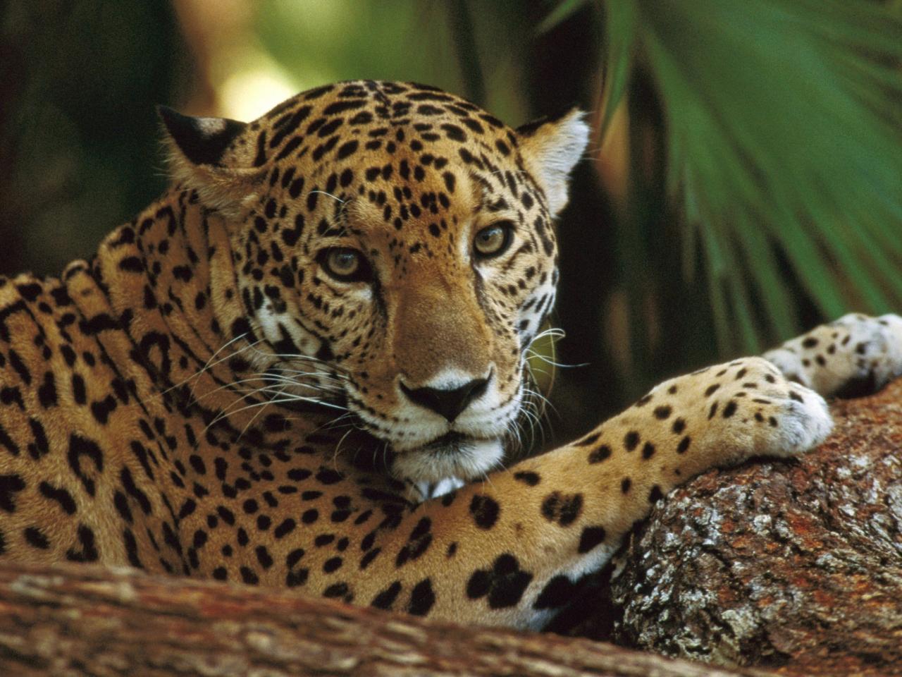 обои Jaguar Profile, Belize фото