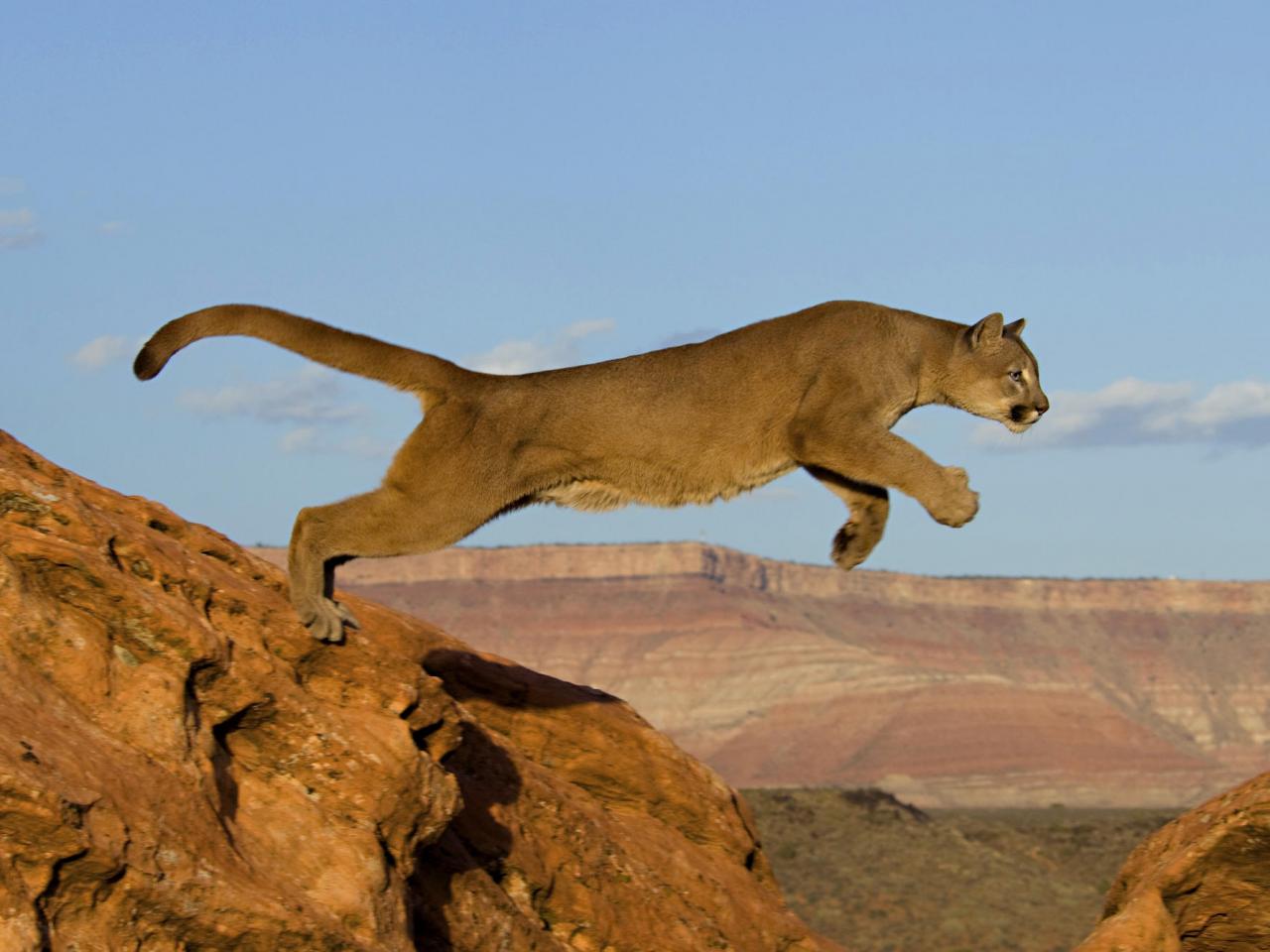 обои Leaping Mountain Lion фото